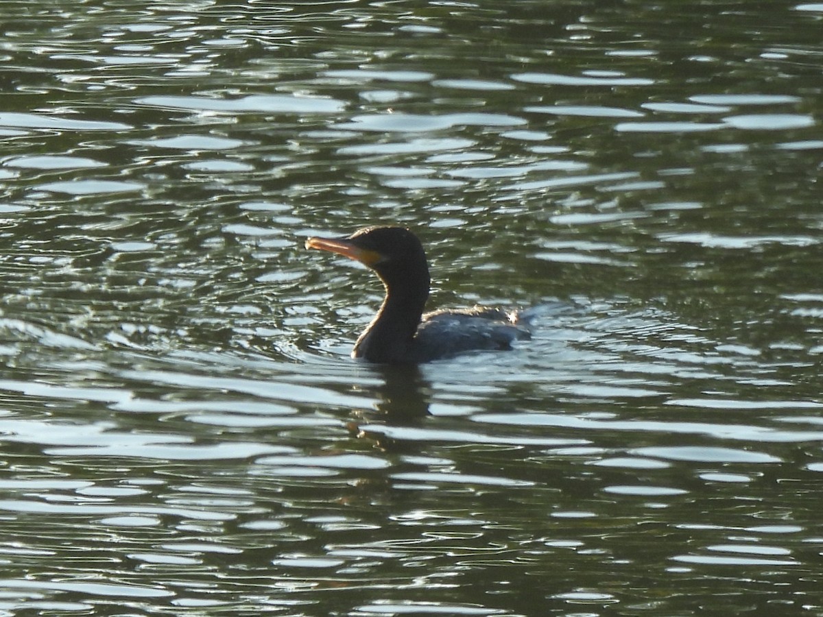 Neotropic Cormorant - ML646543149