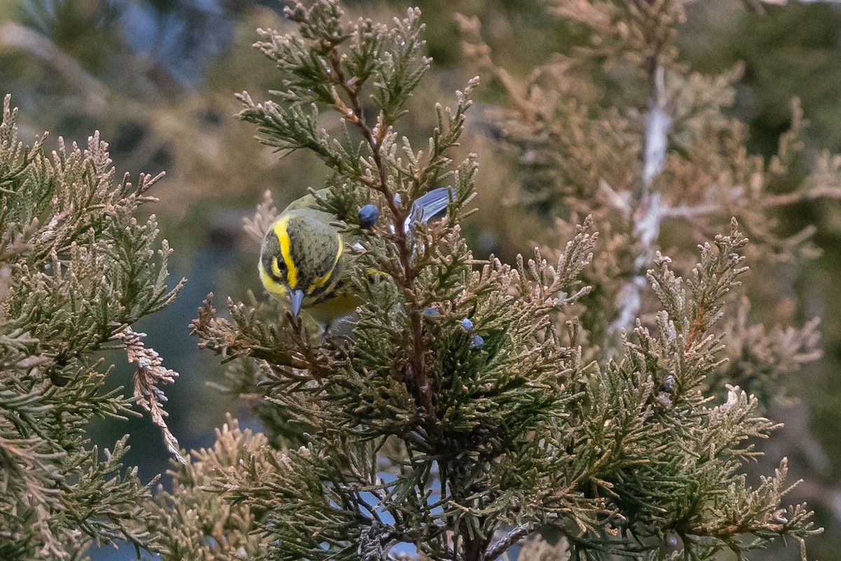 Townsend's Warbler - ML646543151