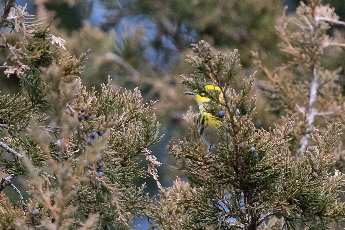 Townsend's Warbler - ML646543153
