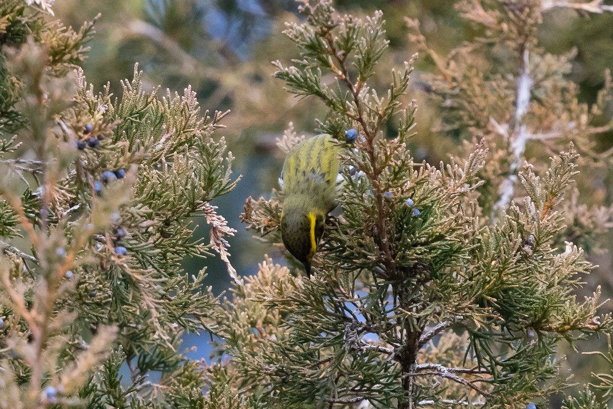 Townsend's Warbler - ML646543154