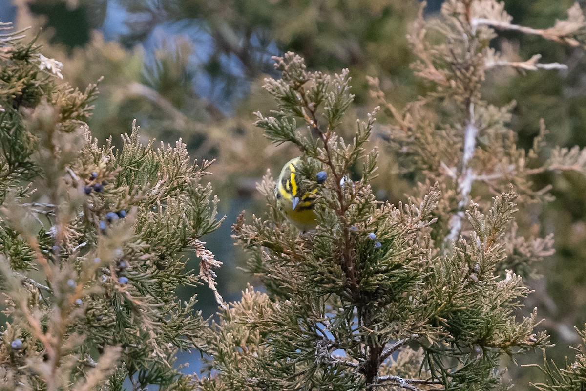 Townsend's Warbler - ML646543155