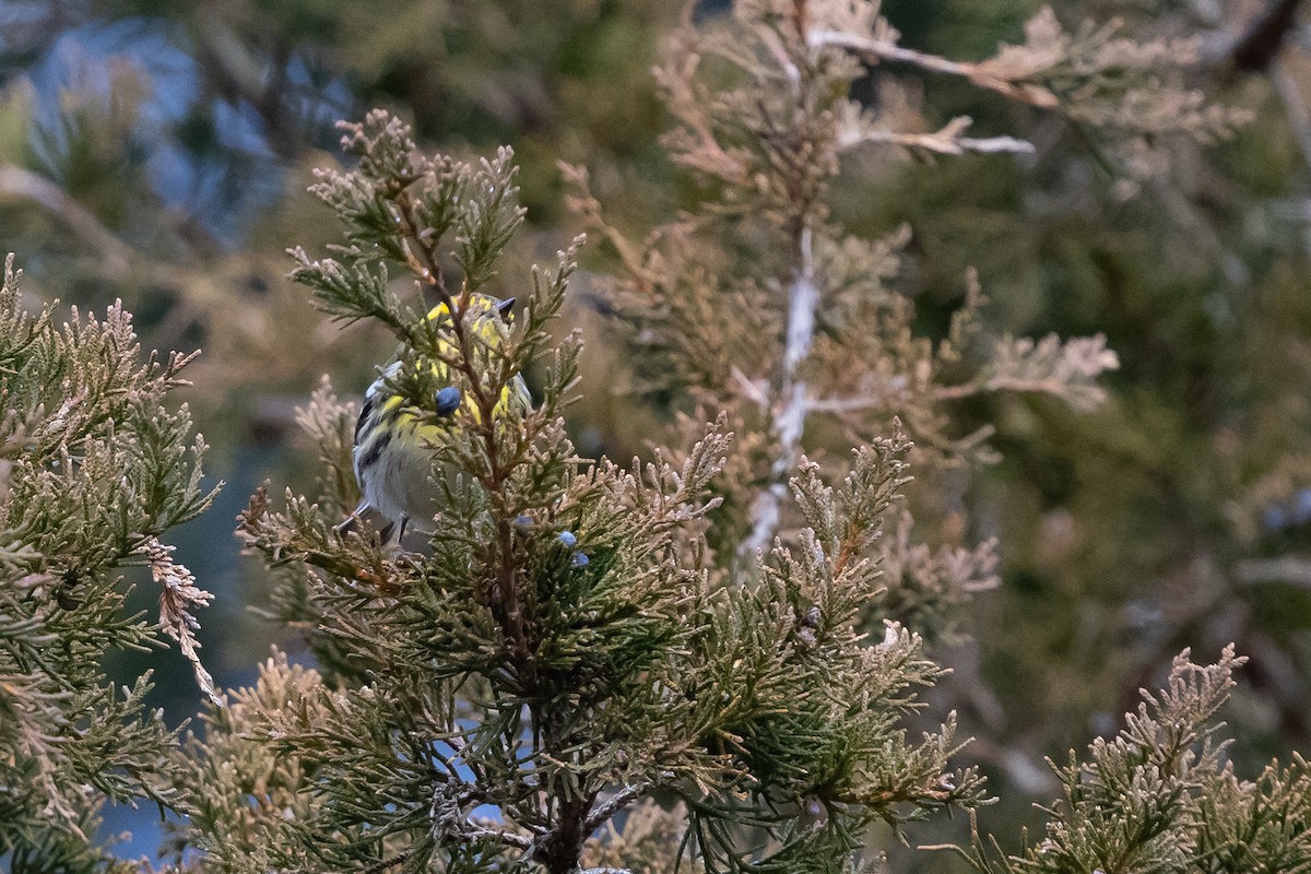 Townsend's Warbler - ML646543156