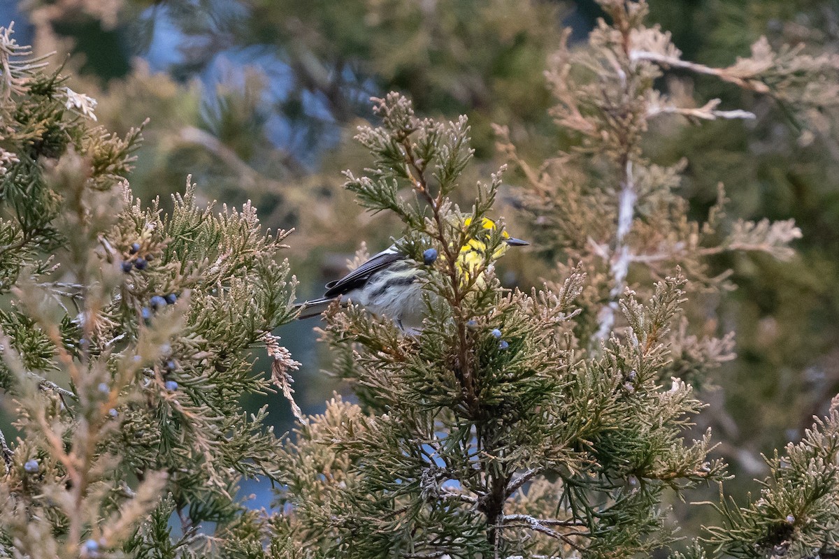 Townsend's Warbler - ML646543157