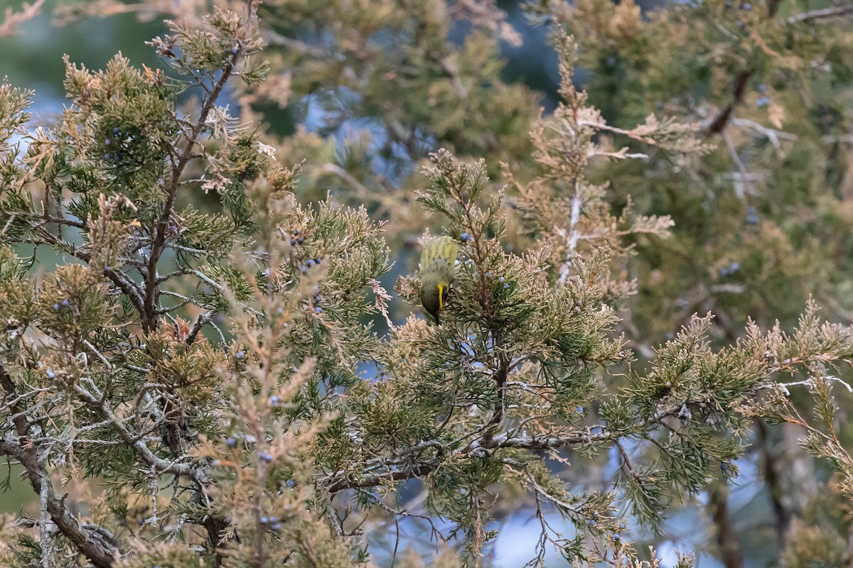 Townsend's Warbler - ML646543158