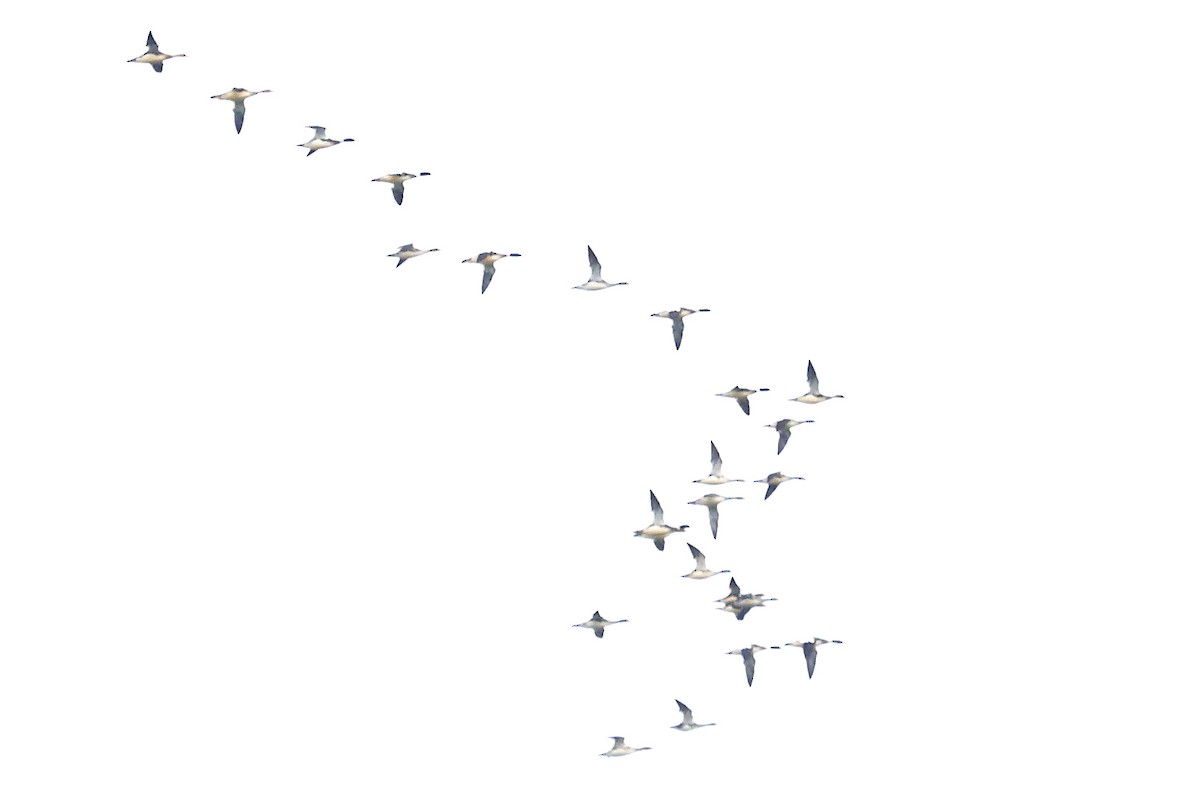 Red-breasted Merganser - ML646543161