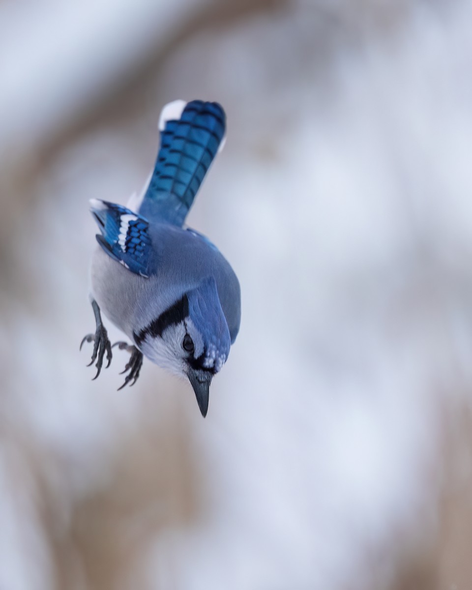 Blue Jay - ML646543164