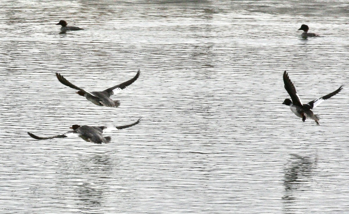 Common Goldeneye - ML646543165