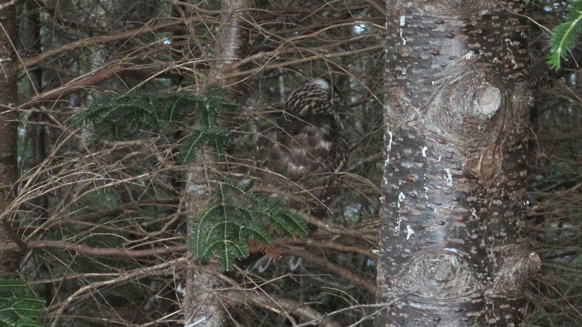 American Goshawk - ML646543166