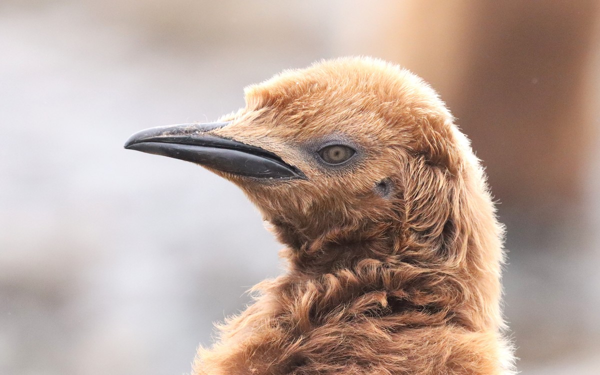 Kral Penguen - ML646543167