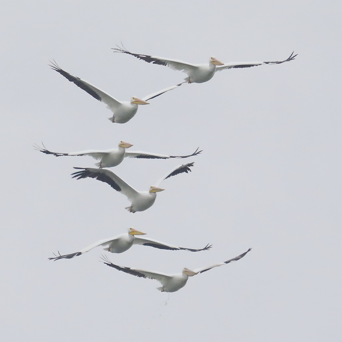 American White Pelican - ML646543168