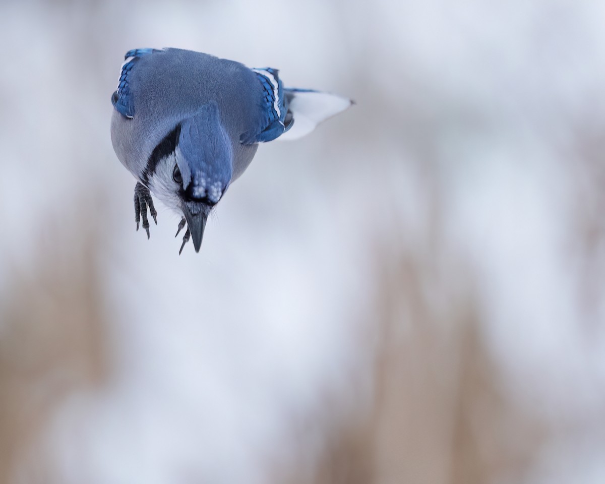 Blue Jay - ML646543170