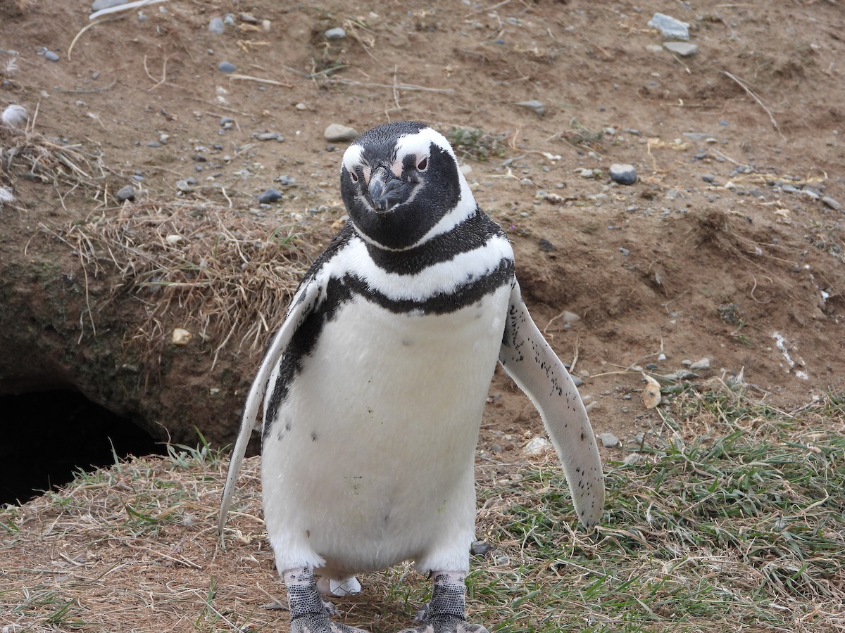 magellanpingvin - ML646543172