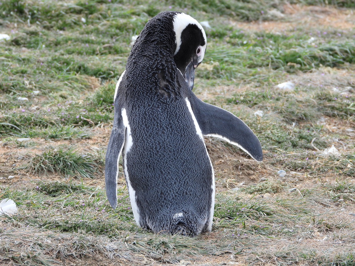 magellanpingvin - ML646543174