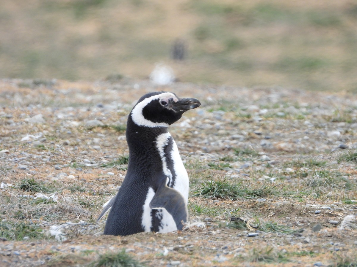 magellanpingvin - ML646543175