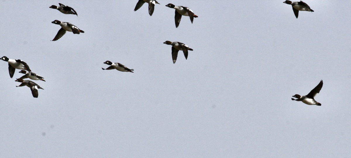 Common Goldeneye - ML646543177