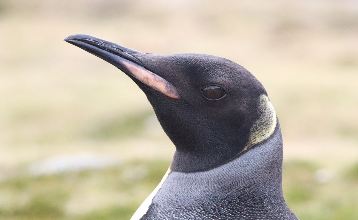 Kral Penguen - ML646543181