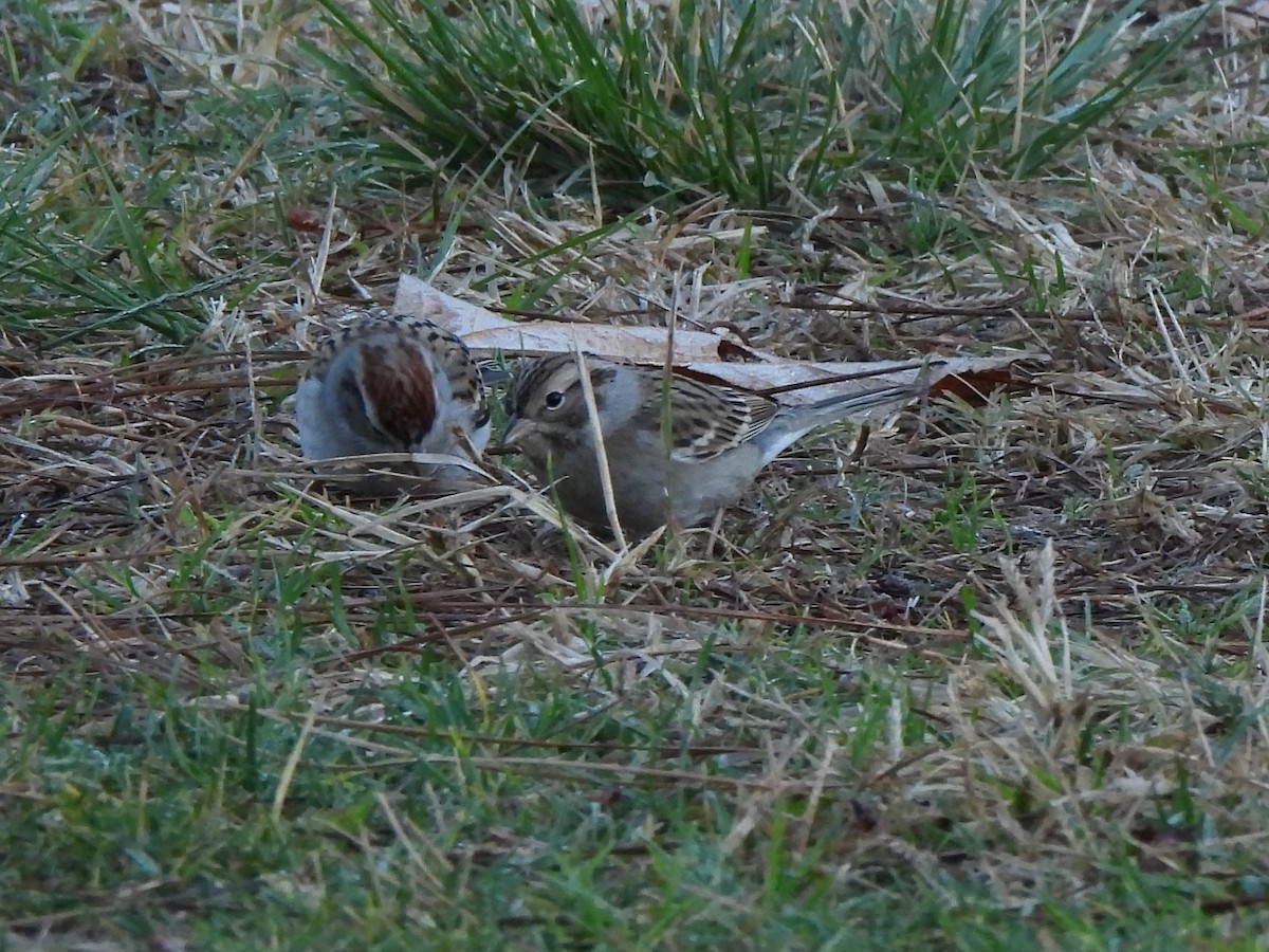 Chipping Sparrow - ML646543182