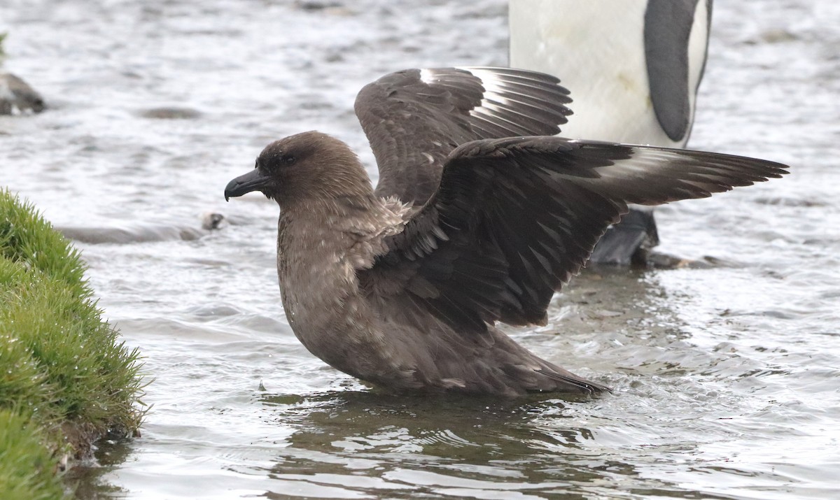 Kahverengi Korsanmartı (lonnbergi) - ML646543186