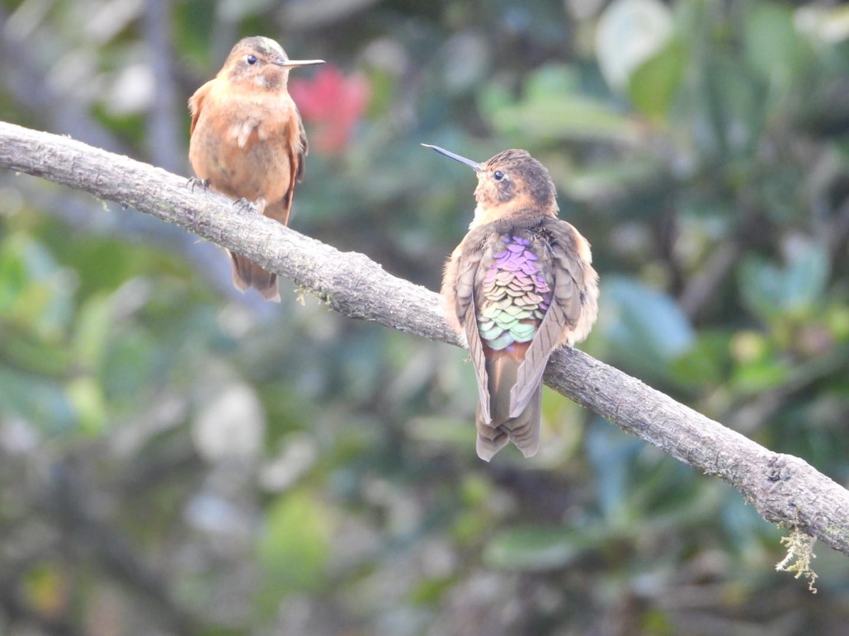 Shining Sunbeam - ML646543187