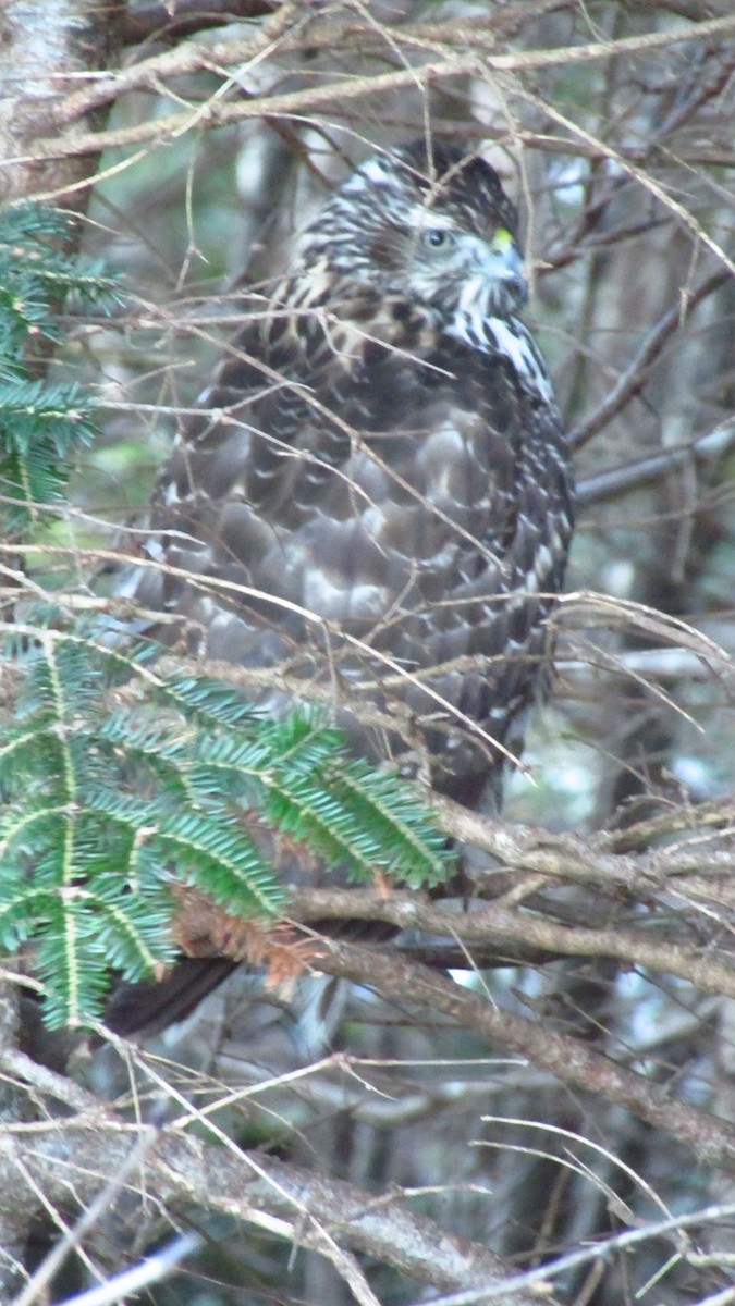 American Goshawk - ML646543189