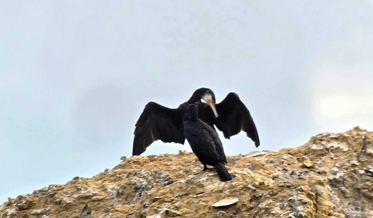 Great Cormorant - ML646543193