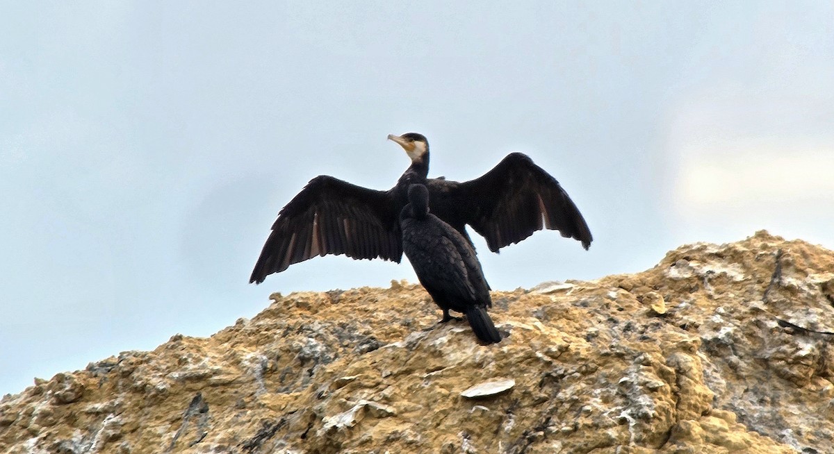 Great Cormorant - ML646543194