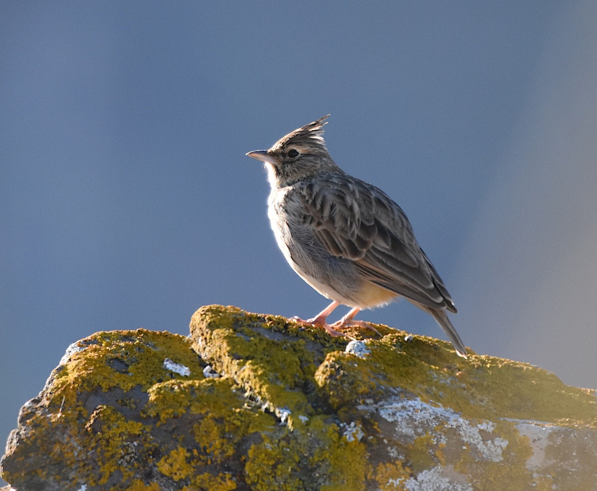 Thekla's Lark - ML646543196