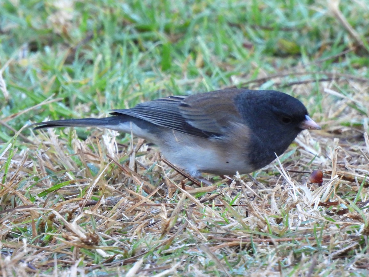 Dark-eyed Junco (cismontanus) - ML646543197
