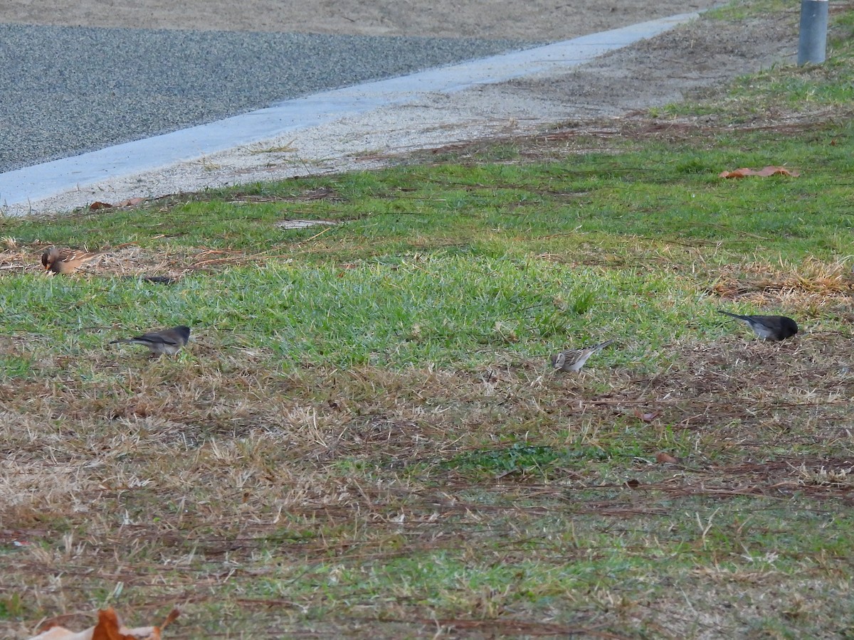 Dark-eyed Junco (cismontanus) - ML646543198