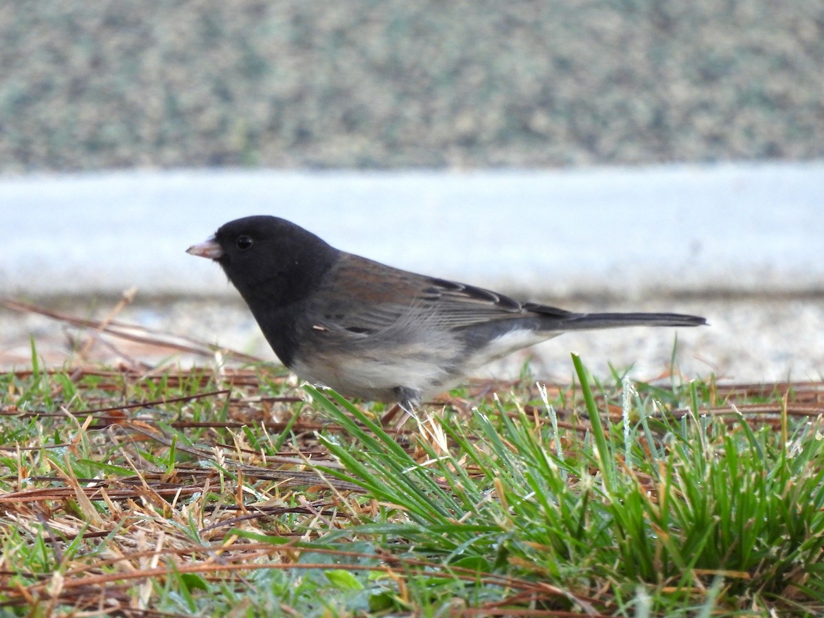Dark-eyed Junco (cismontanus) - ML646543199