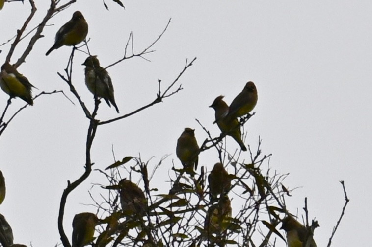 Cedar Waxwing - ML646543202