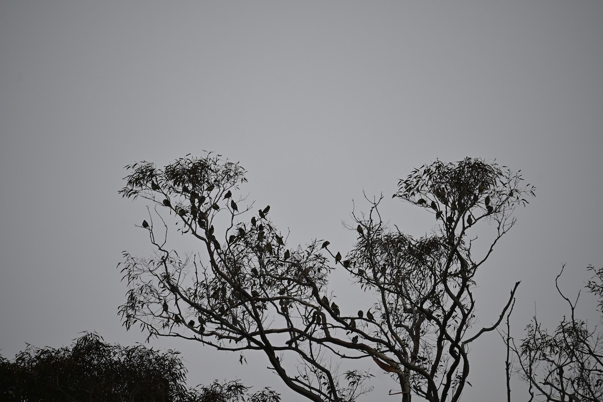 Cedar Waxwing - ML646543203