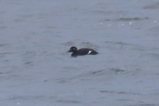 White-winged Scoter - ML646543204