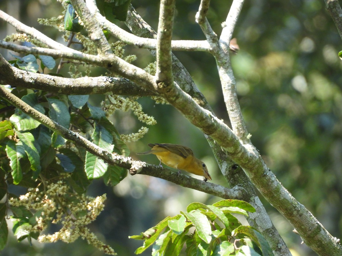 Summer Tanager - ML646543205