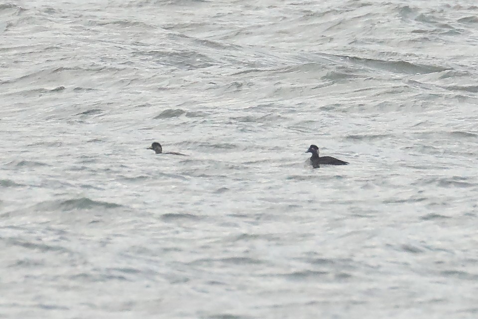 Surf Scoter - ML646543210