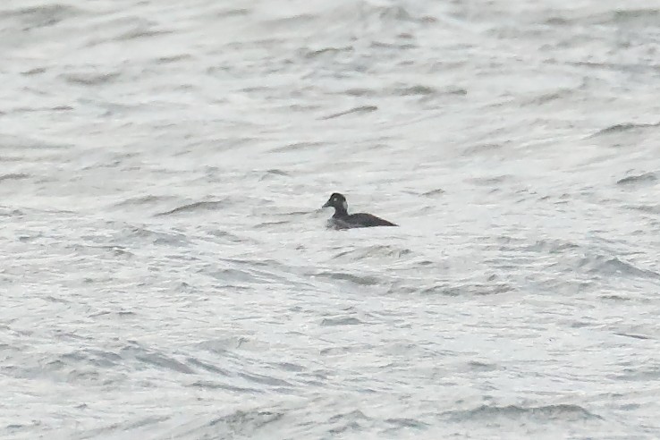 Surf Scoter - ML646543213