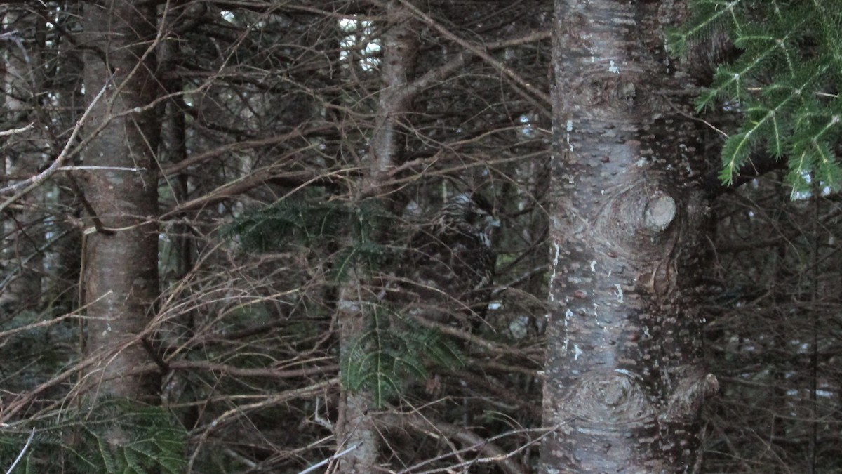 American Goshawk - ML646543214