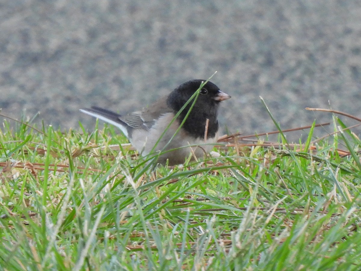 Dark-eyed Junco (Oregon) - ML646543215