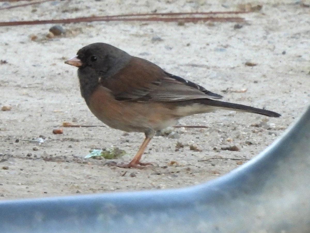 Dark-eyed Junco (Oregon) - ML646543216