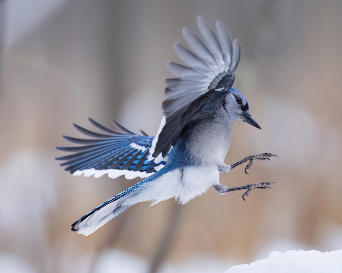 Blue Jay - ML646543217