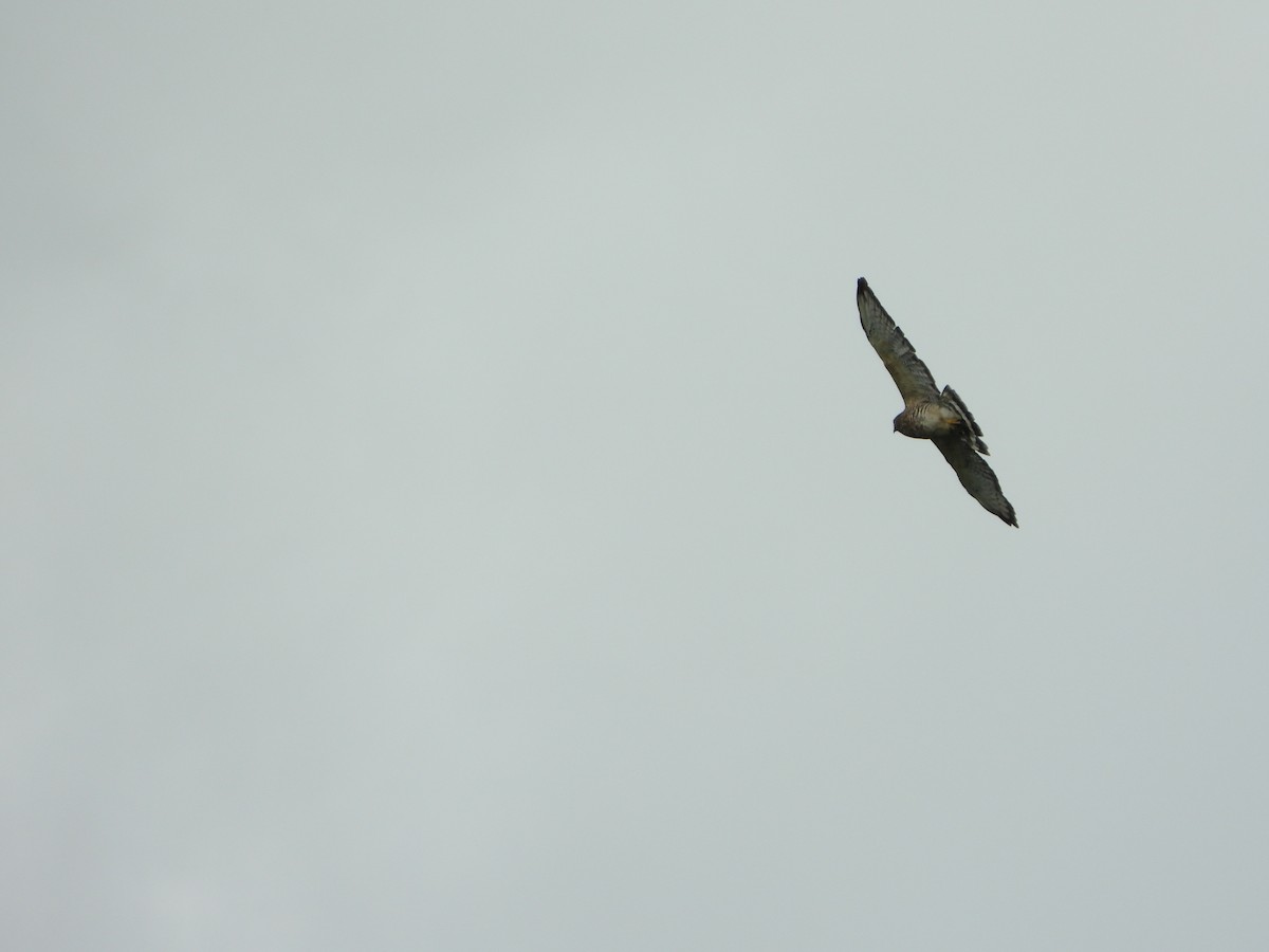 Broad-winged Hawk - ML646543219