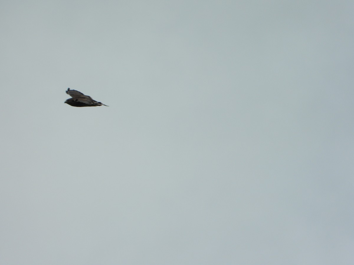 Broad-winged Hawk - ML646543221