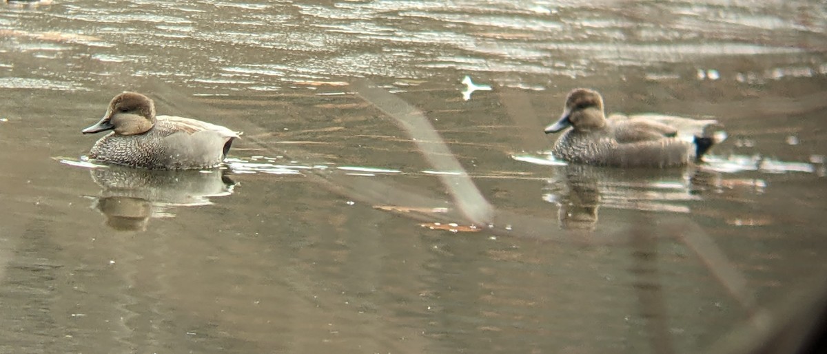 Ánade Friso - ML646543225