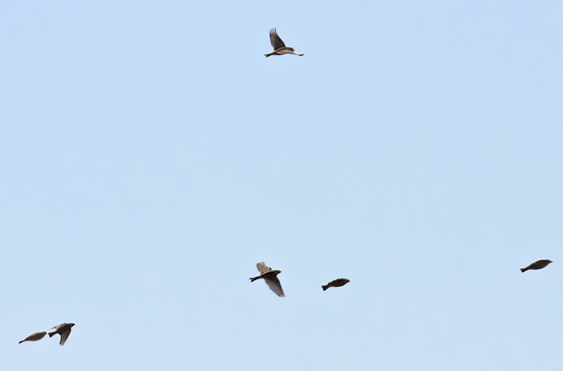 Подорожник чорногрудий - ML646543226