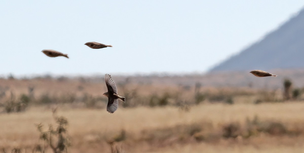 Подорожник чорногрудий - ML646543227