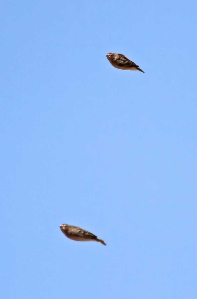 Подорожник чорногрудий - ML646543228