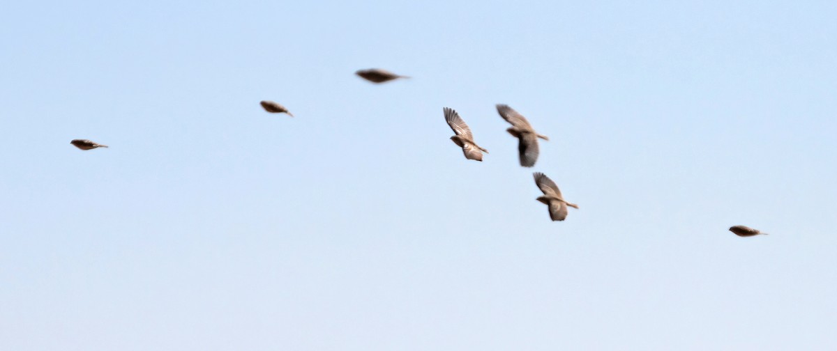 Подорожник чорногрудий - ML646543229