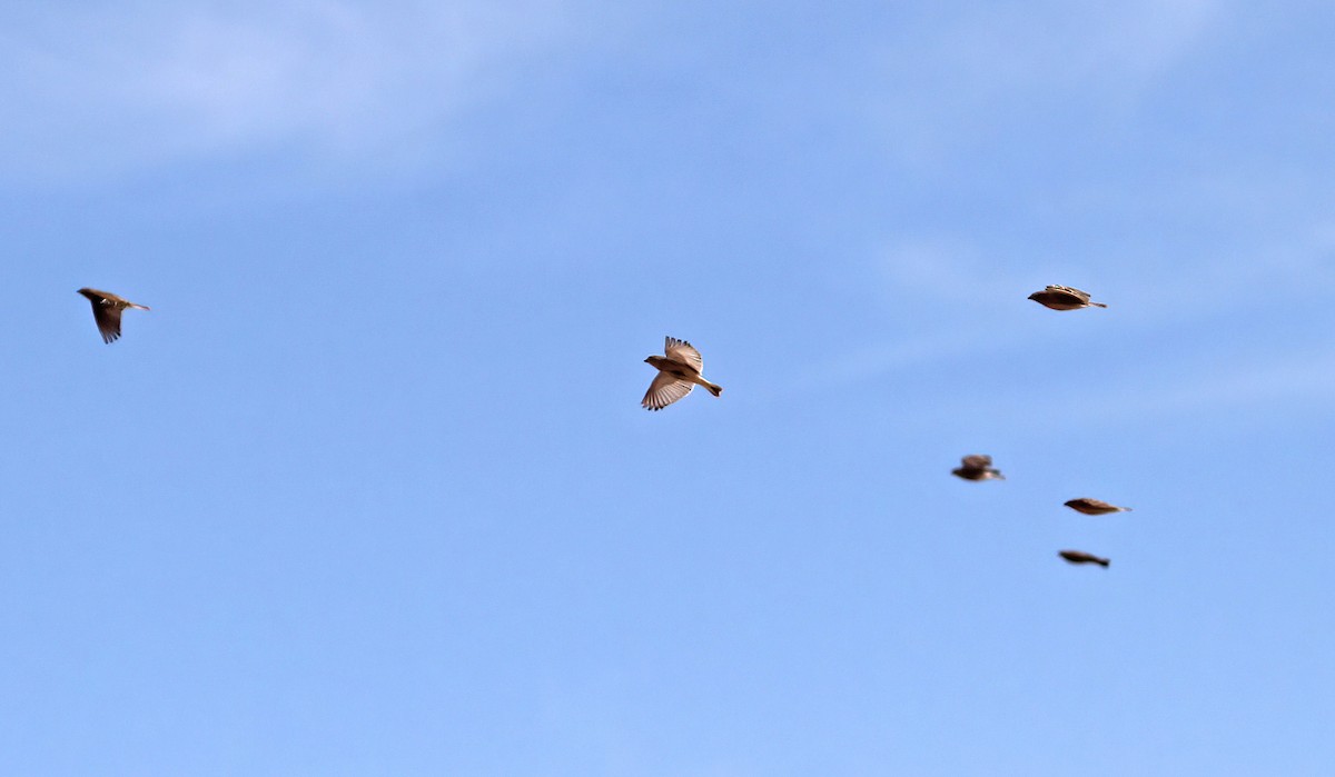 Подорожник чорногрудий - ML646543230