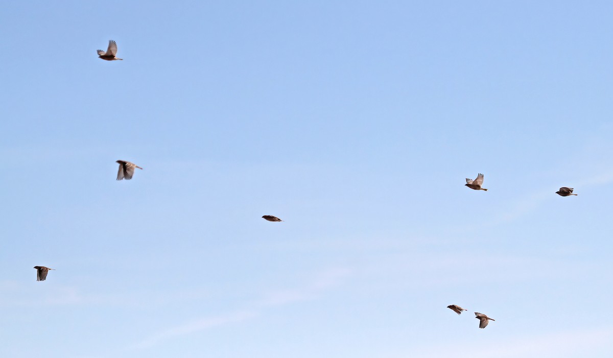 Подорожник чорногрудий - ML646543231