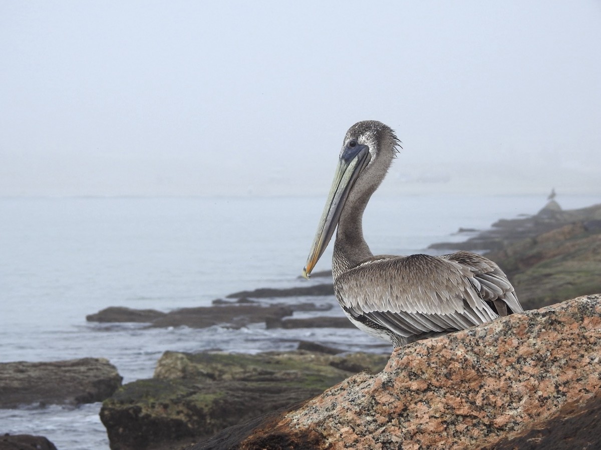 Brown Pelican - ML646543234